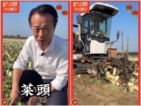 台灣8成菜脯都來自嘉義布袋！翁章梁體驗一日蘿蔔農秀採收過程，大讚「窮人的人參」營養好吃